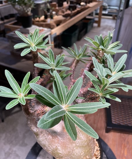 パキポディウム グラキリス　Pachypodium gracilius 　発根済　(gk-504）