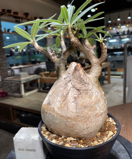 パキポディウム グラキリス　Pachypodium gracilius 　発根済　(gk-314)