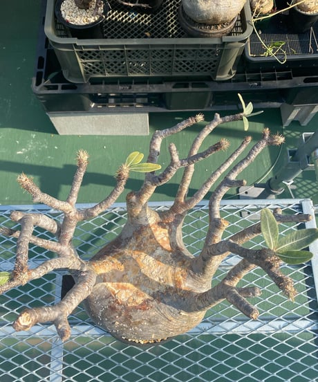 パキポディウム グラキリス　Pachypodium gracilius 　発根済　(商品番号gk-117)