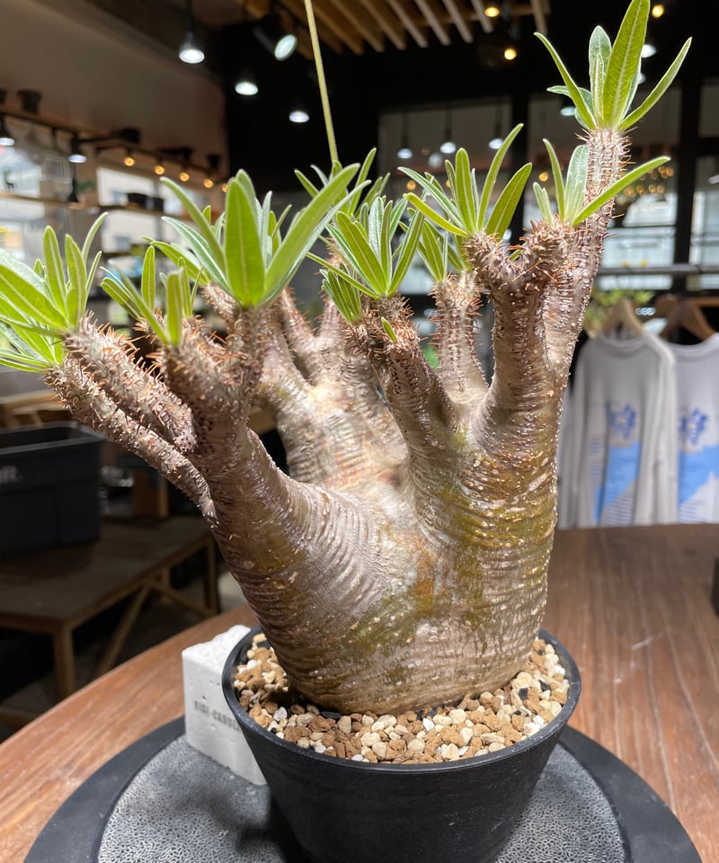 パキポディウム グラキリス Pachypodium gracilius 発根済 (gk-44