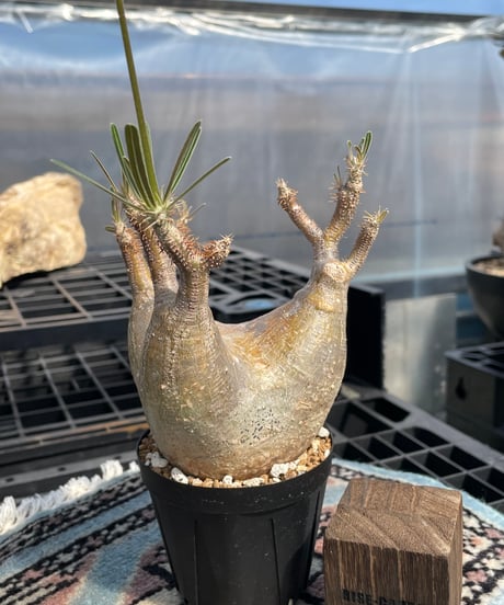 パキポディウム グラキリス　Pachypodium gracilius 　発根済　(gk-404)
