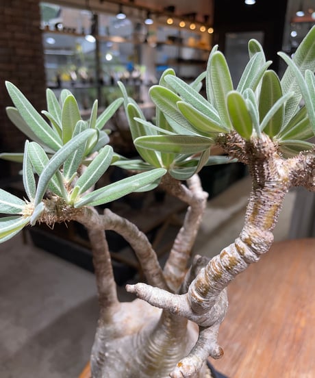 パキポディウム グラキリス　Pachypodium gracilius 　発根済　(gk-455）