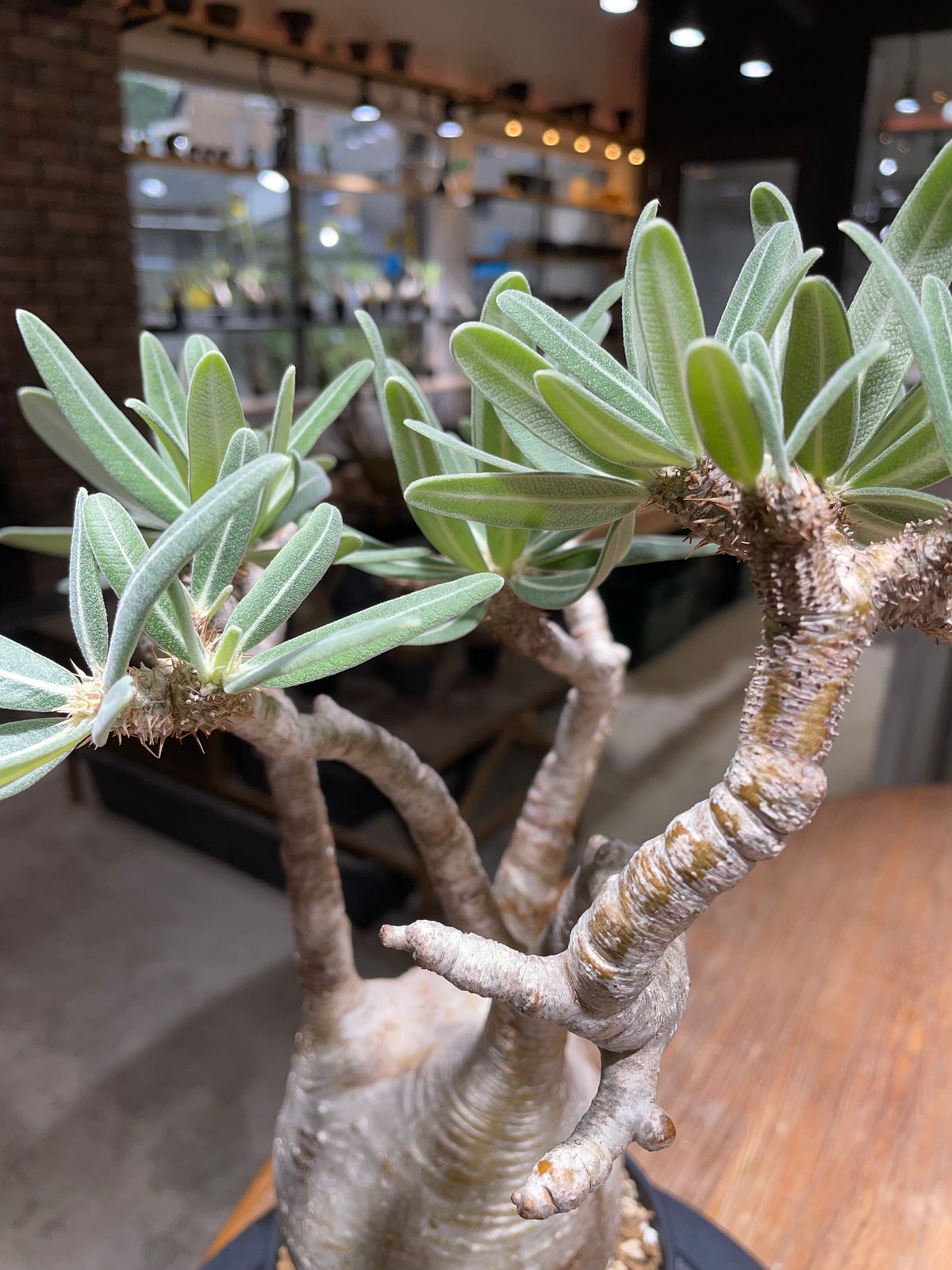 パキポディウムグラキリス45 パキポディウム グラキリス Pachypodium gracilius 発根済 (gk-45