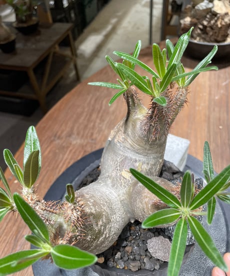 パキポディウム グラキリス　多頭　Pachypodium gracilius 　発根済　(gk-457 valiem）VALIEM　VOID　M