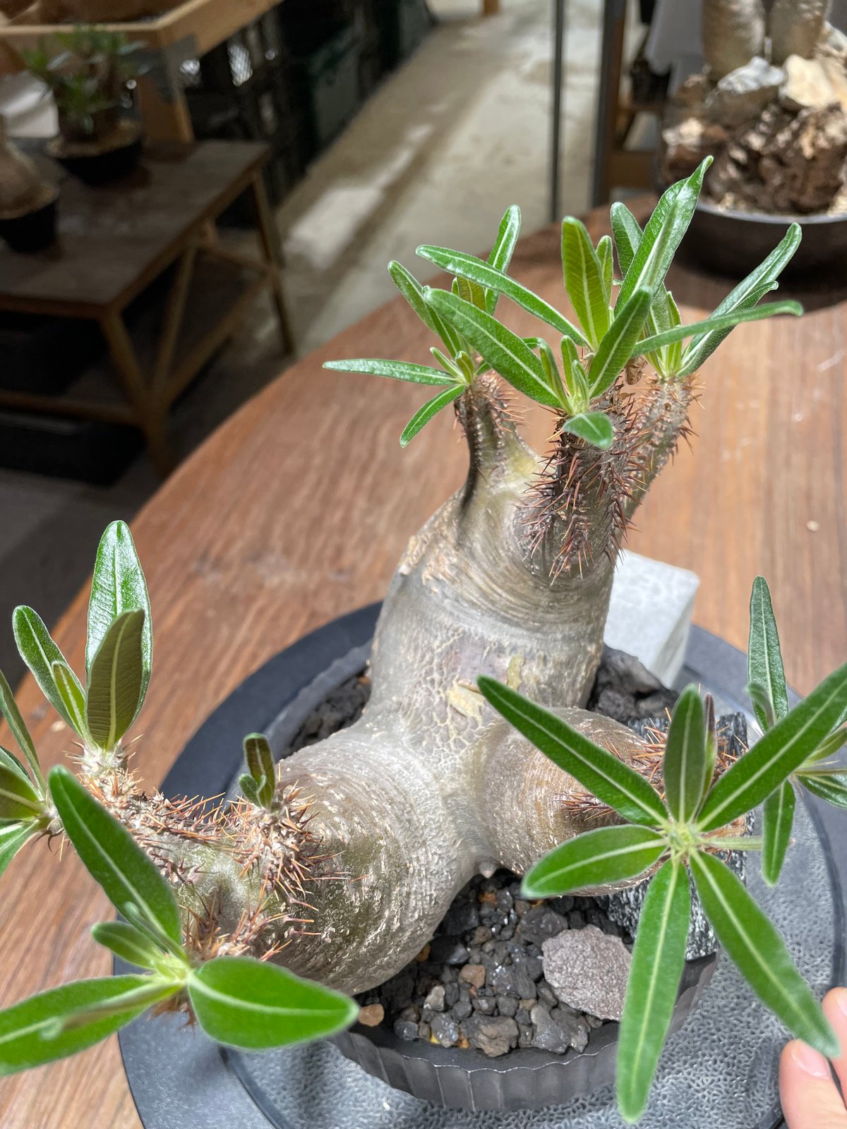 パキポディウム グラキリス 多頭 Pachypodium gracilius 発根済 (gk