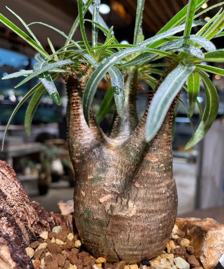 パキポディウム グラキリス　Pachypodium gracilius 　発根済　(gk-514valiem）