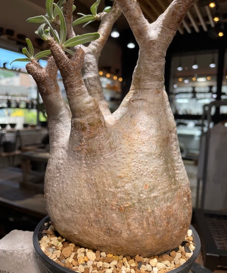 パキポディウム グラキリス　Pachypodium gracilius 　発根済　(gk-498）