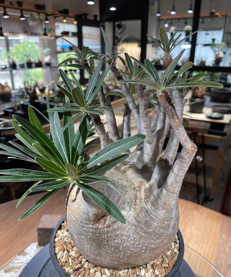 パキポディウム グラキリス　Pachypodium gracilius 　発根済　(gk-347)