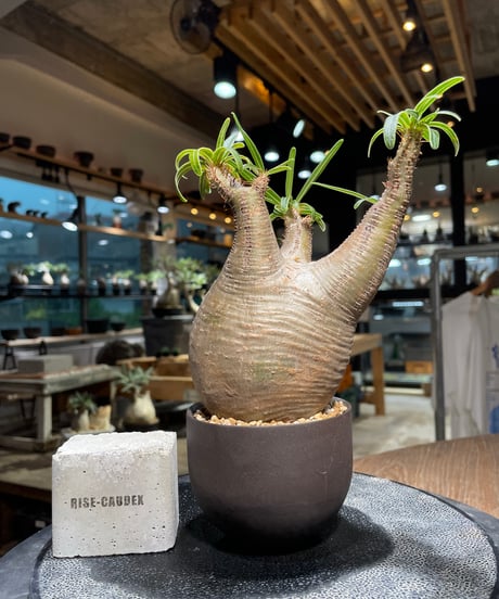 CATEGORY VALIEM鉢植込み | RISE-CAUDEX ONLINE STORE