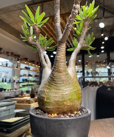 パキポディウム グラキリス　Pachypodium gracilius 　発根済　(gk-318)