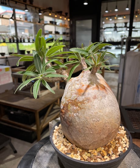 パキポディウム グラキリス　Pachypodium gracilius 　発根済　(gk-497）