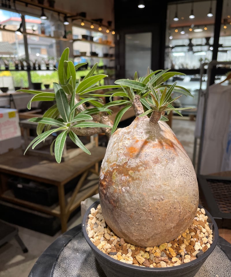 パキポディウム グラキリス Pachypodium gracilius 発根済 (gk-49