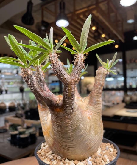 パキポディウム グラキリス　Pachypodium gracilius 　発根済　(gk-267)