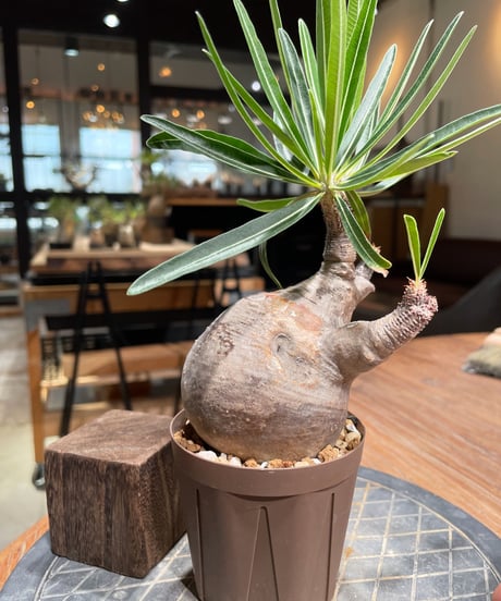 パキポディウム グラキリス　Pachypodium gracilius 　発根済　(gk-385)