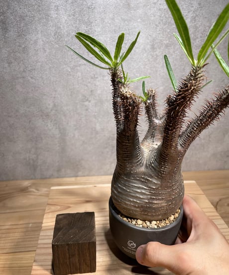 パキポディウム グラキリス　Pachypodium gracilius 　発根済　(商品番号gk-72valiem)  VALIEM 　(VALIEMタグ付き)