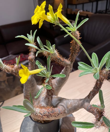 パキポディム グラキリス　Pachypodium gracilius 　発根済　(gk-205)