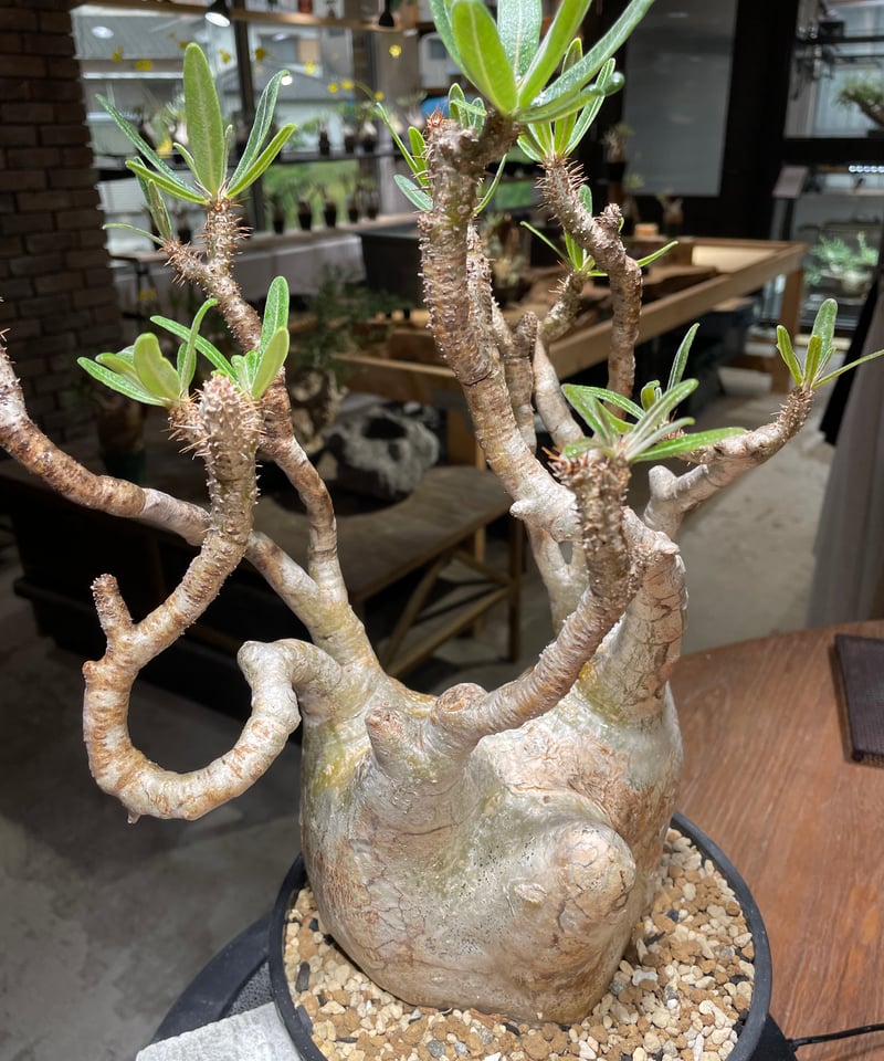 パキポディウム グラキリス Pachypodium gracilius 発根済 (gk-47