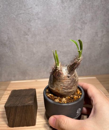 パキポディウム グラキリス　Pachypodium gracilius 　発根済　(商品番号gk-62valiem)  VALIEM 　BOWL　sizeXS　(VALIEMタグ付き)