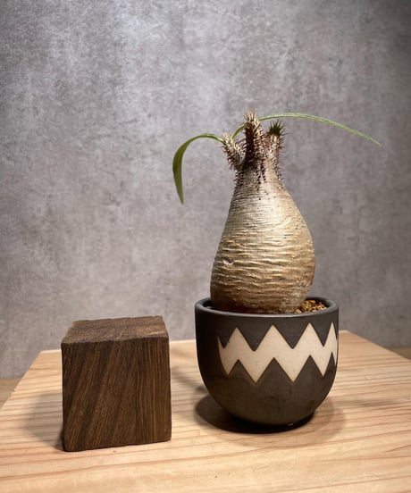 パキポディウム グラキリス　Pachypodium gracilius 　発根済　(商品番号gk-61valiem)  VALIEM 　BOWL　sizeXS　(VALIEMタグ付き)