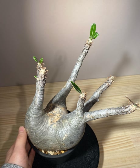 パキポディウム グラキリス　Pachypodium gracilius 　発根済　(商品番号gk-108)