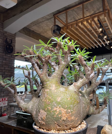 パキポディウム グラキリス　Pachypodium gracilius 　発根済　(gk-496）