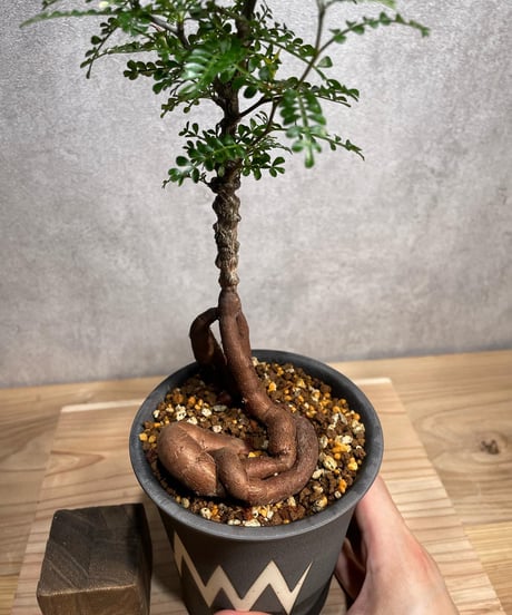 オペルクリカリア パキプス／Operculicarya pachypus　実生５年株　発根済　(商品番号PP-49valiem) VALIEM 　WARP　sizeL　(VALIEMタグ付き)