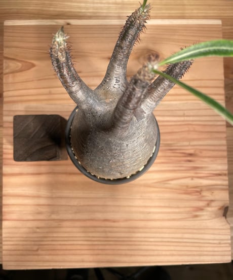 パキポディウム グラキリス　Pachypodium gracilius 　発根済　(商品番号gk-54valiem)  VALIEM 　BOWL　sizeS　(VALIEMタグ付き)