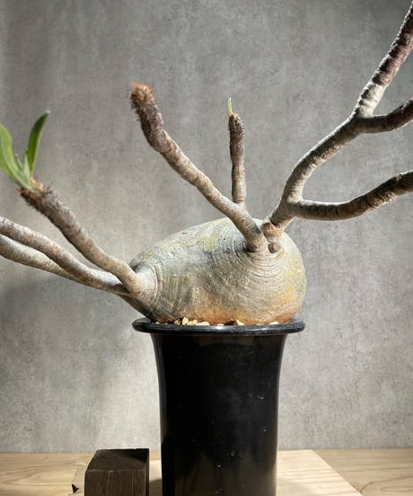パキポディウム グラキリス　Pachypodium gracilius 　発根済　(商品番号gk-90)