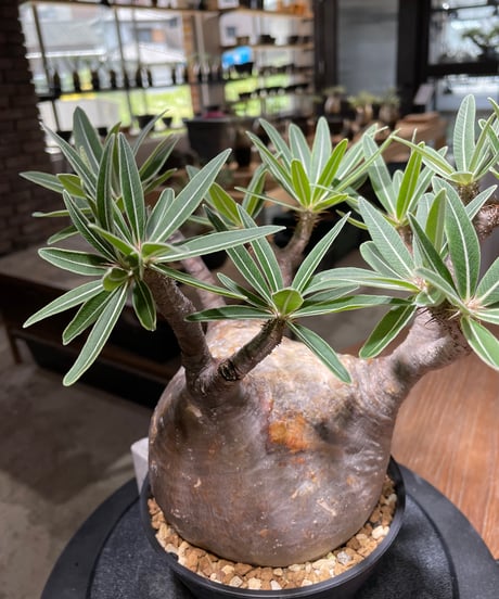 パキポディウム グラキリス　Pachypodium gracilius 　発根済　(gk-477)