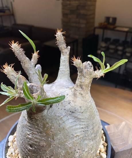 パキポディウム グラキリス　Pachypodium gracilius 　発根済　(商品番号gk-184)