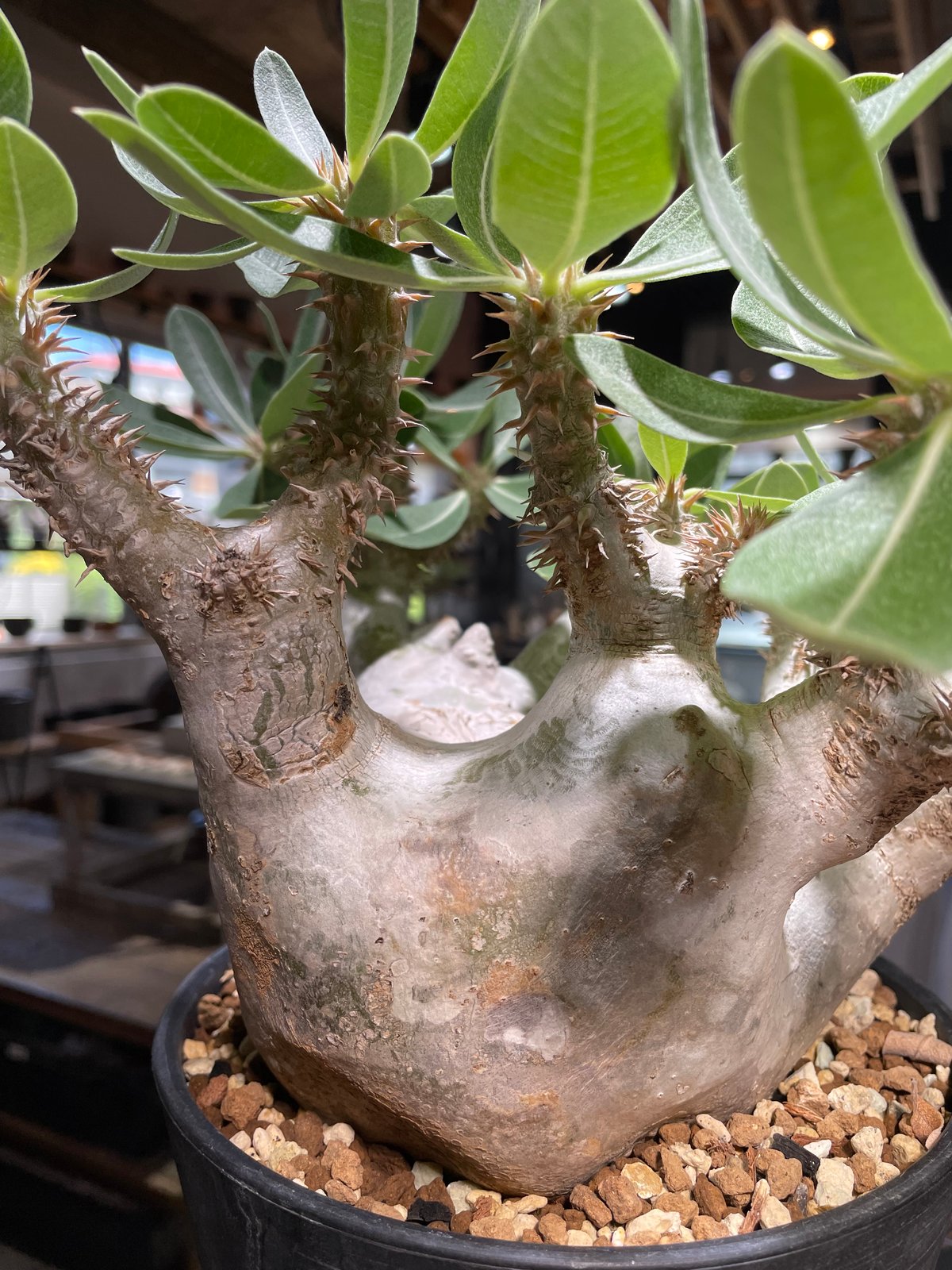 パキポディウム　デンシフローラム パキポディウム・デンシフローラム 大株 | Plants by THE CORE