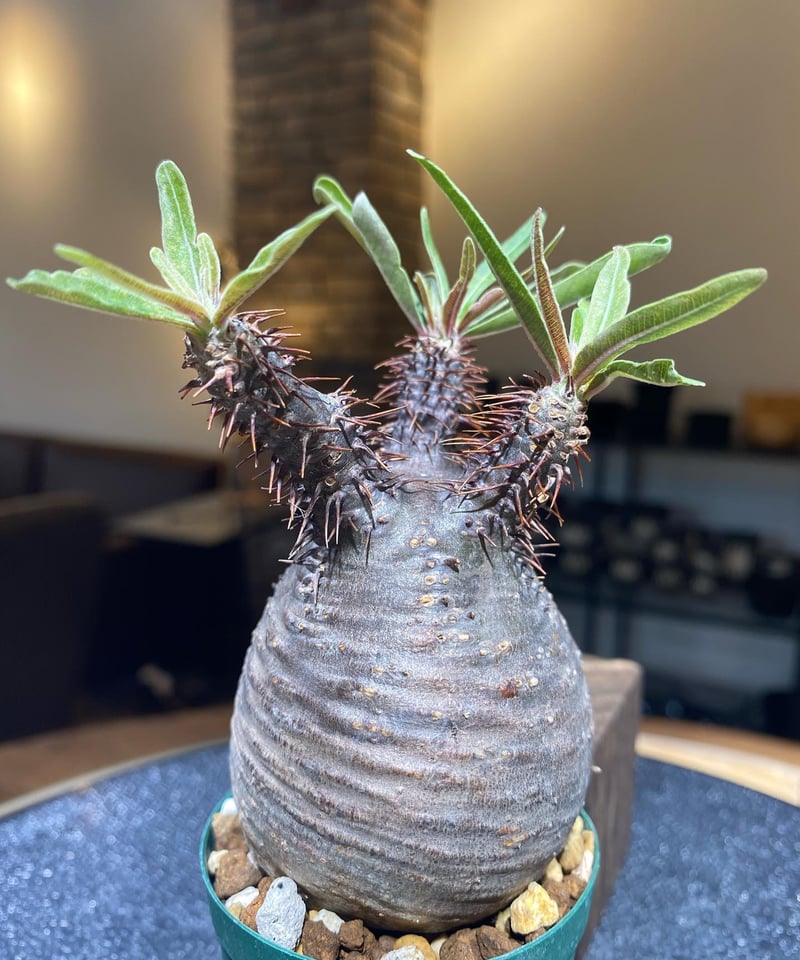 パキポディウム グラキリス Pachypodium gracilius ⑥ 植物図鑑 パキポディウム グラキリス Pachypodium gracilius ⑥ 植物図鑑