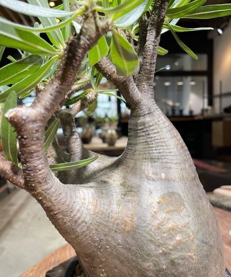 パキポディウム グラキリス　Pachypodium gracilius 　発根済　(gk-367)