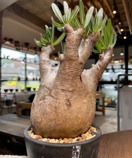 パキポディウム イノピナツム　Pachypodium inopinatum 　発根済　(pi-101)