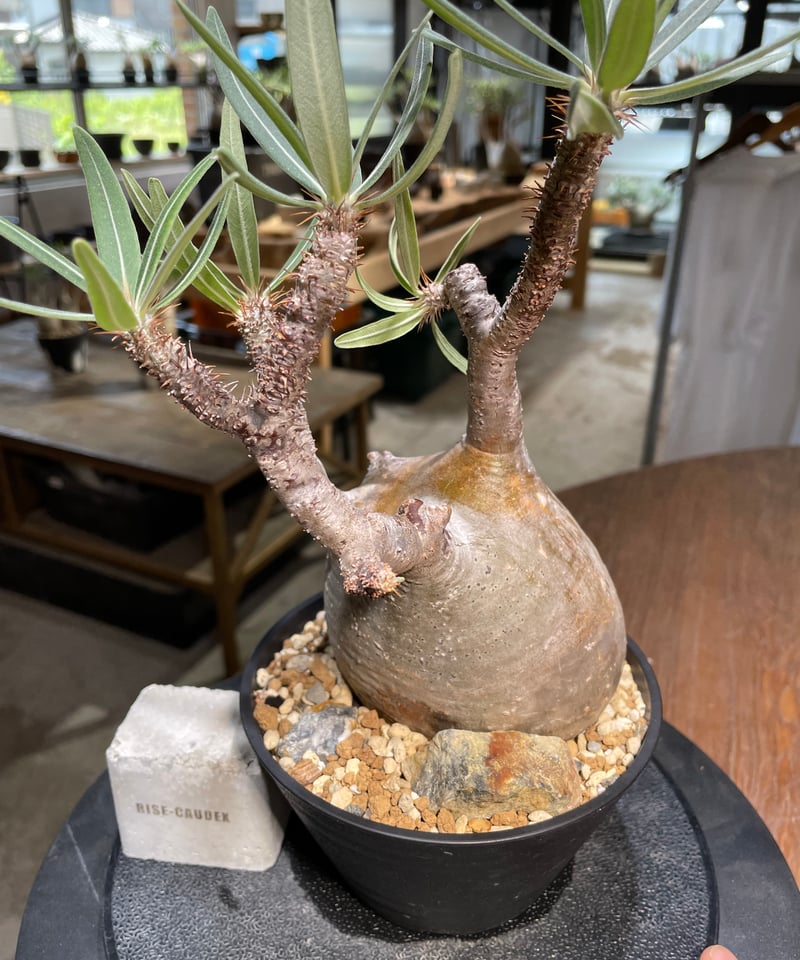 パキポディウム グラキリス 発根済 Pachypodium gracilius パキポディウム グラキリス 多頭 Pachypodium gracilius 発根済