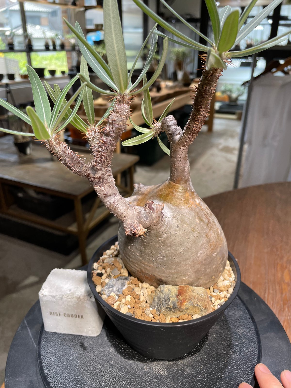 パキポディウム グラキリス Pachypodium gracilius 発根済 (gk-48