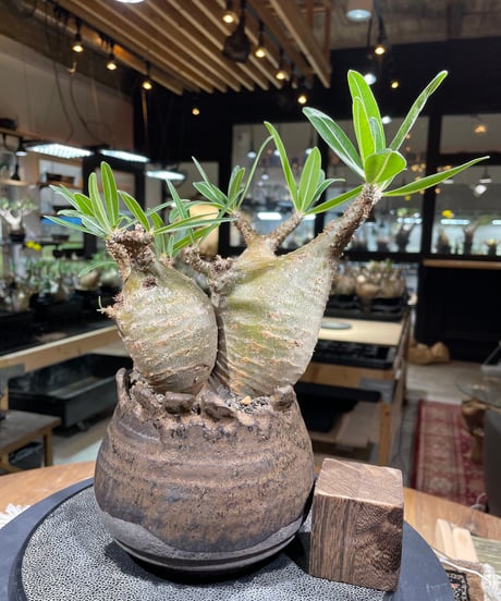 パキポディウム グラキリス　Pachypodium gracilius 　発根済　(gk-237) 鉢:姫野翔太