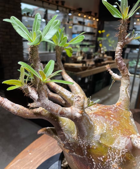 パキポディウム グラキリス　Pachypodium gracilius 　発根済　(gk-464)