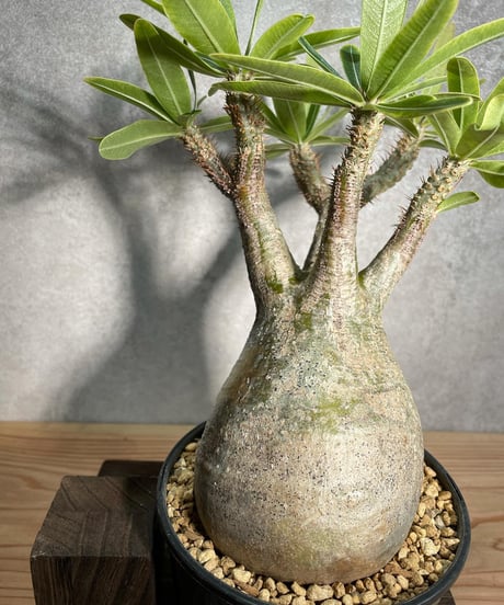 パキポディウム グラキリス　Pachypodium gracilius 　発根済　(商品番号gk-24)