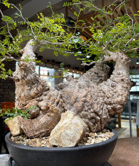 CATEGORY Operculicarya pachypus(オペルクリカリア パキプス)