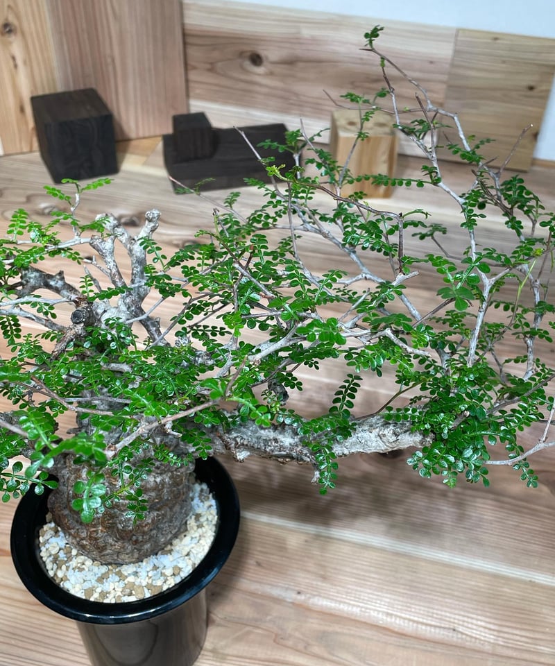 オペルクリカリア パキプス／Operculicarya pachypus 発根済 (塊根幅9c