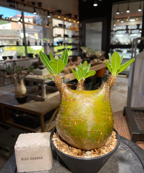 パキポディウム グラキリス　Pachypodium gracilius 　発根済　(gk-511）