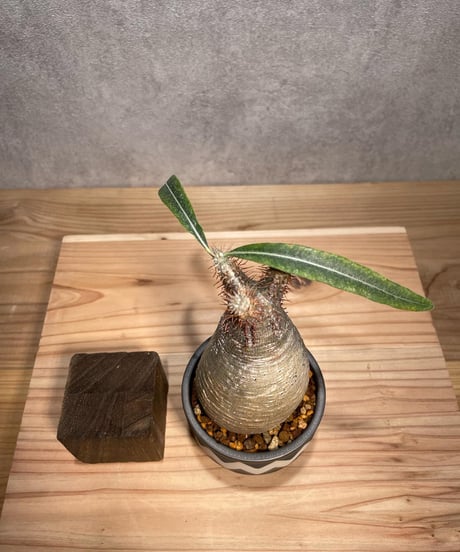 パキポディウム グラキリス　Pachypodium gracilius 　発根済　(商品番号gk-61valiem)  VALIEM 　BOWL　sizeXS　(VALIEMタグ付き)