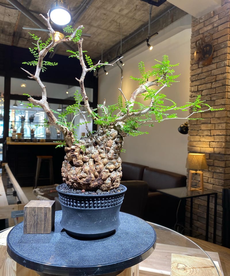 オペルクリカリア パキプス／Operculicarya pachypus 発根済 特選丸型