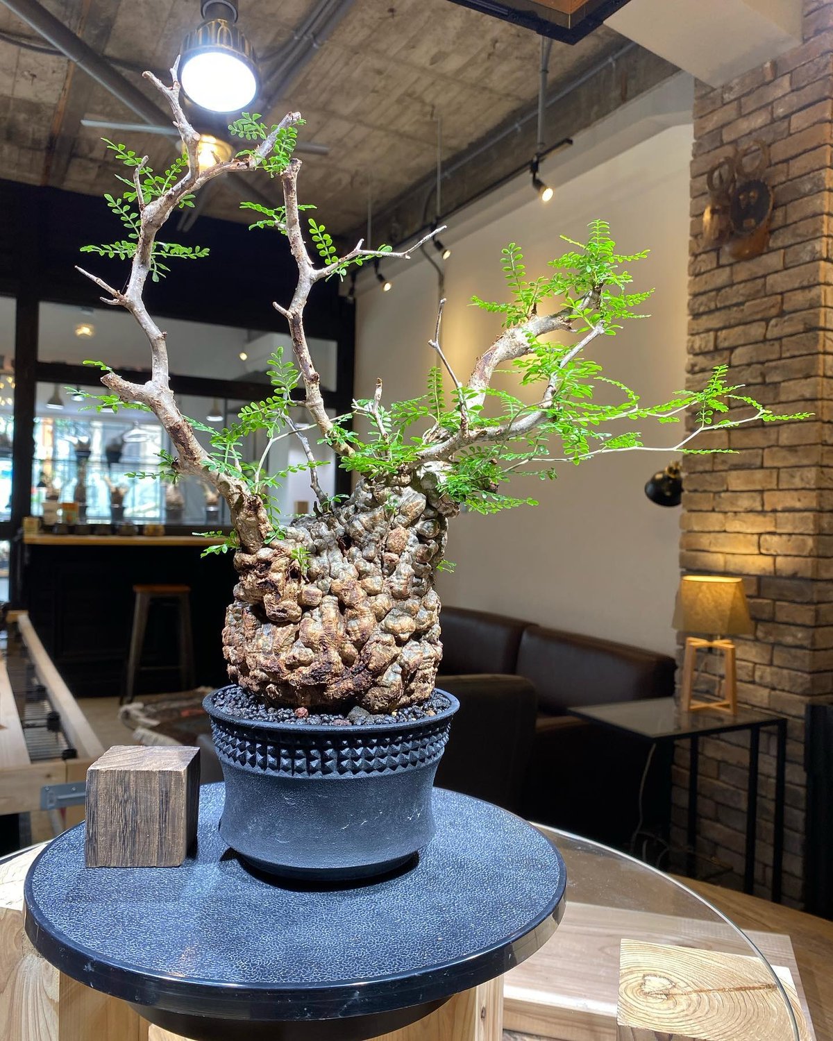 オペルクリカリア　パキプス　ボコ肌　パキポディウム　検) グラキリス　コミフォラ オペルクリカリア パキプス ボコ肌 パキポディウム 検