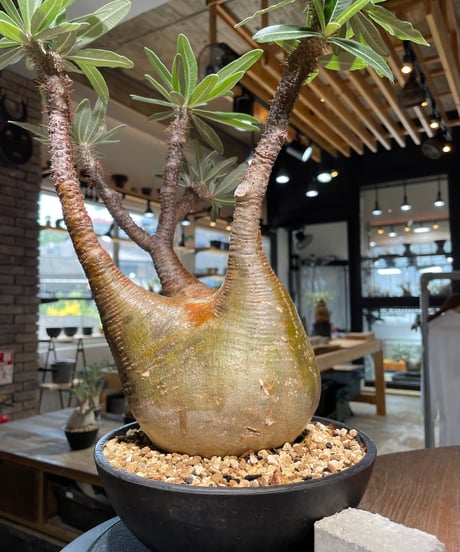 パキポディウム グラキリス　Pachypodium gracilius 　発根済　(gk-485)