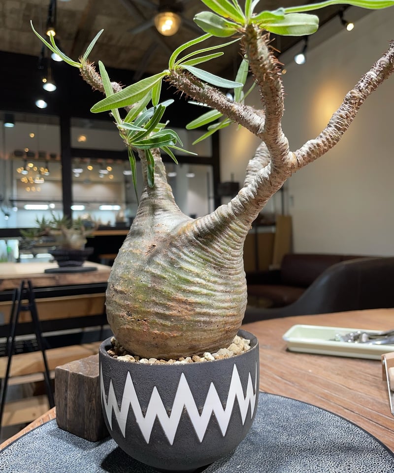 パキポディウム グラキリス Pachypodium gracilius 発根済 (gk-41