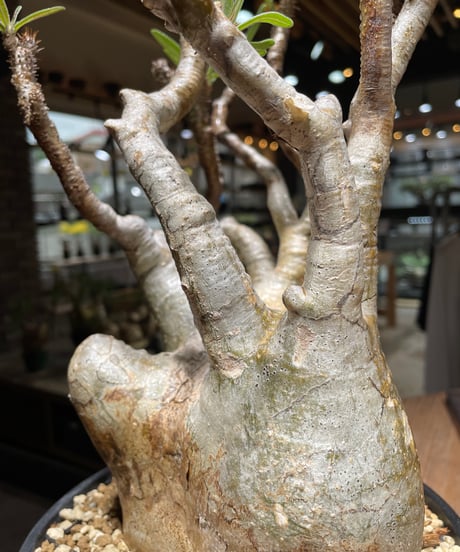 パキポディウム グラキリス　Pachypodium gracilius 　発根済　(gk-472)