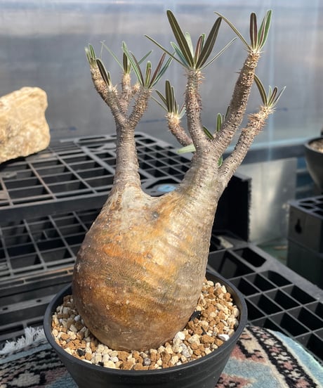 パキポディウム グラキリス　Pachypodium gracilius 　発根済　(gk-417)