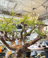 コミフォラ モンストローサ /Commiphora monstrosa　発根済　(商品番号mr-15)